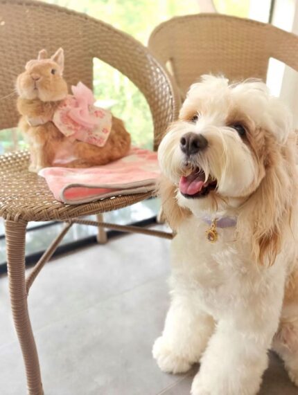 Aurora Bless · Mystic Guardian Collar