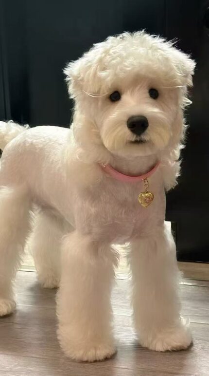 Pink Heart Bless · Love Guardian Collar