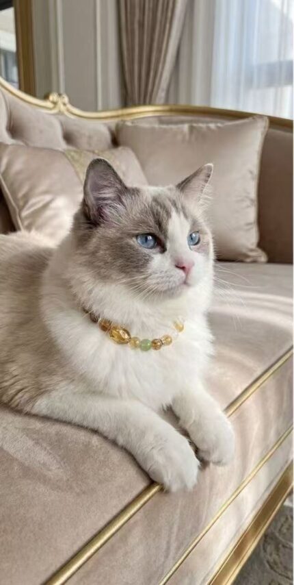 Golden Dawn · Warm Bless Collar