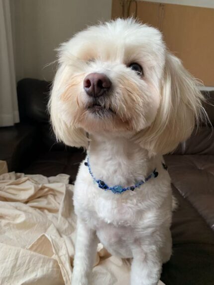 Wander Light · Safe Journey Collar