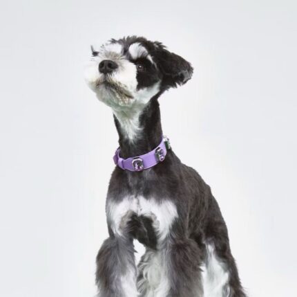 Lavender Guard · Peace Collar