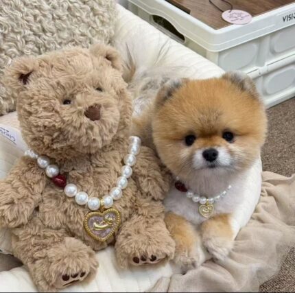 Pure Bond · Love Bless Collar